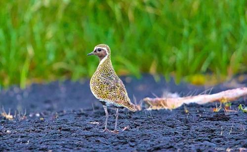 Golden Plover